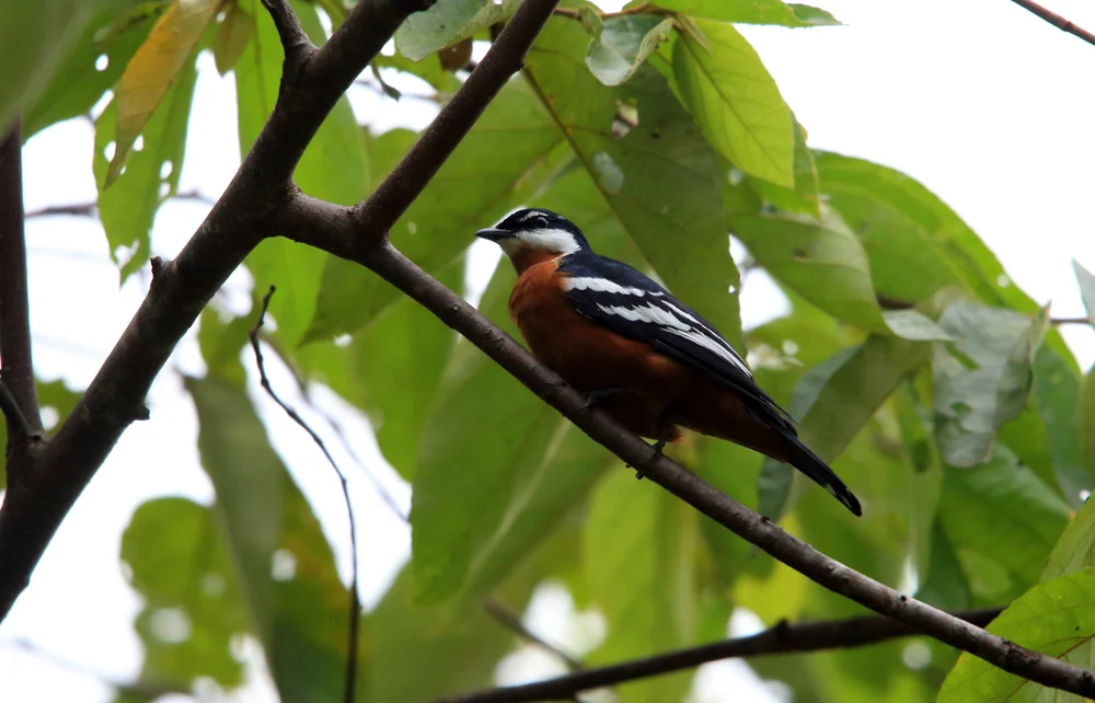Goldtrugdrosselschwanz (Lalage aurea)