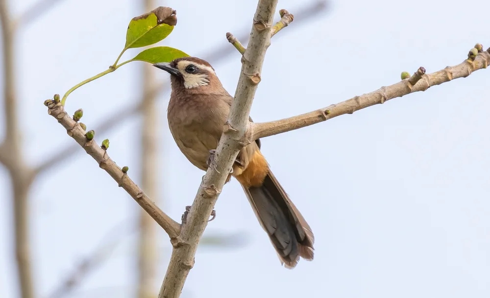 Goldwangen-Haarnymphe (Garrulax sannio)