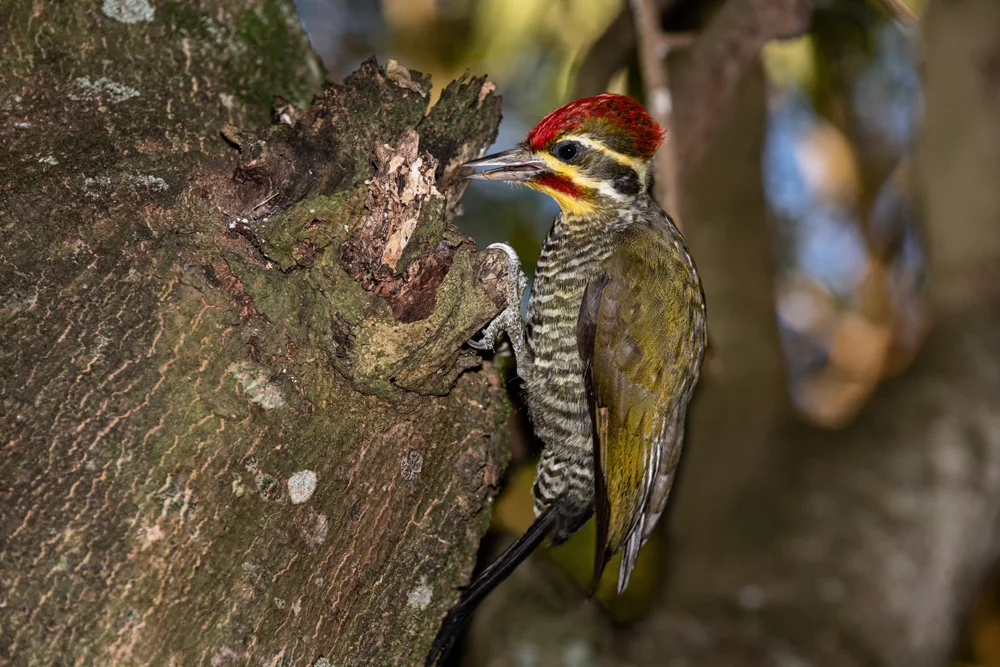 Goldwangenspecht (Piculus aurulentus)