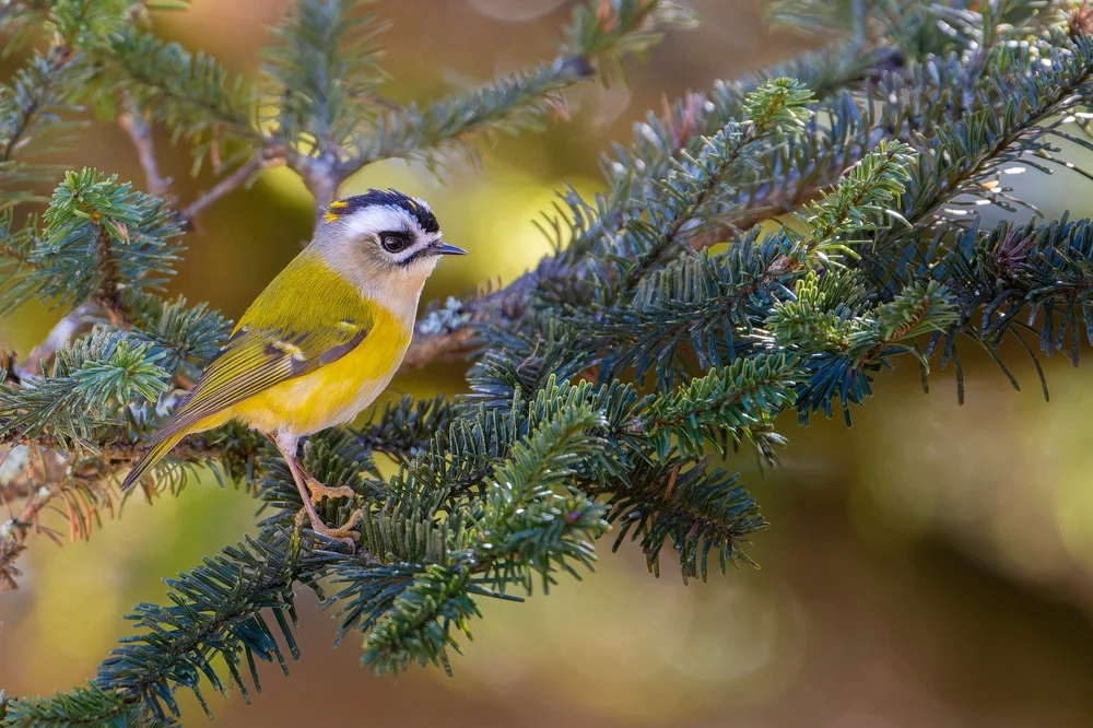 Goodfellow-Wintergoldhähnchen (Regulus goodfellowi)