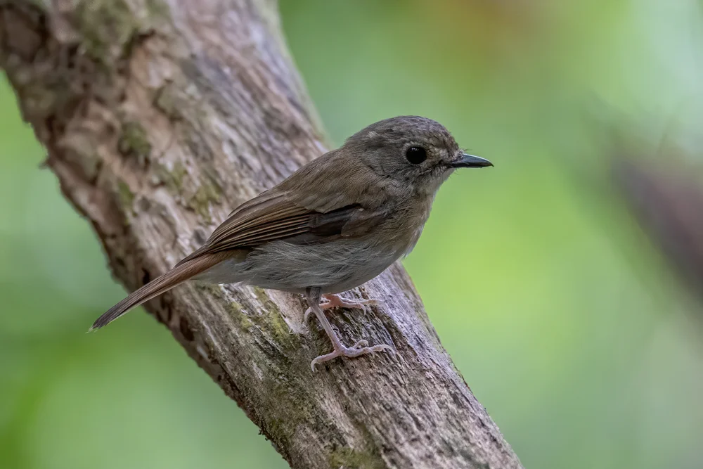 Goodfellows Bülbül (Rhinomyias goodfellowi)