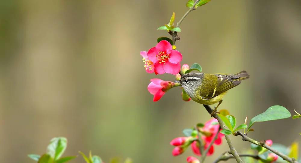 Goodsons Laubsänger (Phylloscopus goodsoni)