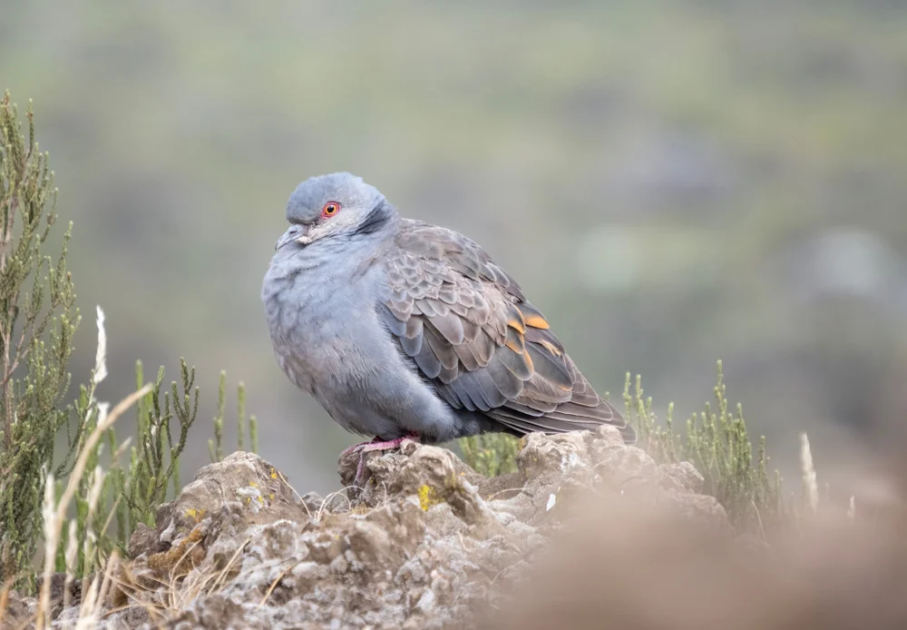 Goodsons Turteltaube (Patagioenas goodsoni)