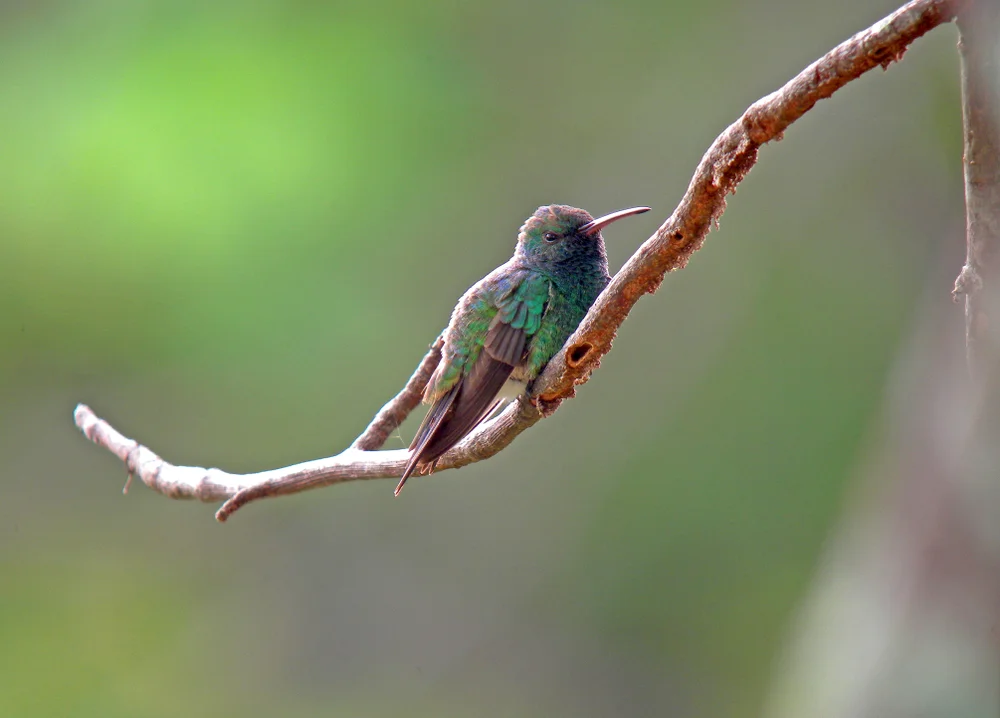 Goudots Schopf-Schattenkolibri (Lepidopyga goudoti)