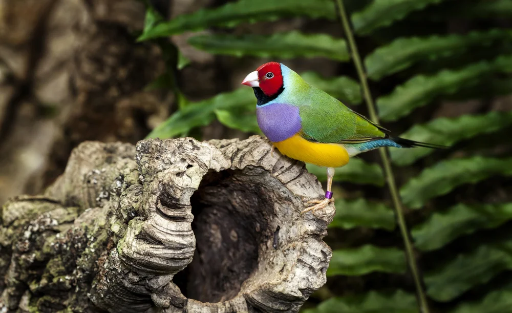 Goulds Prachtfink (Erythrura gouldiae)