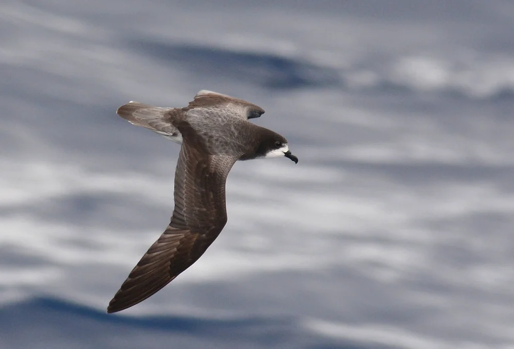Gouldsturmvogel (Pterodroma leucoptera)