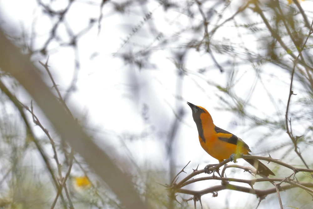 Graces Trupial (Icterus graceannae)
