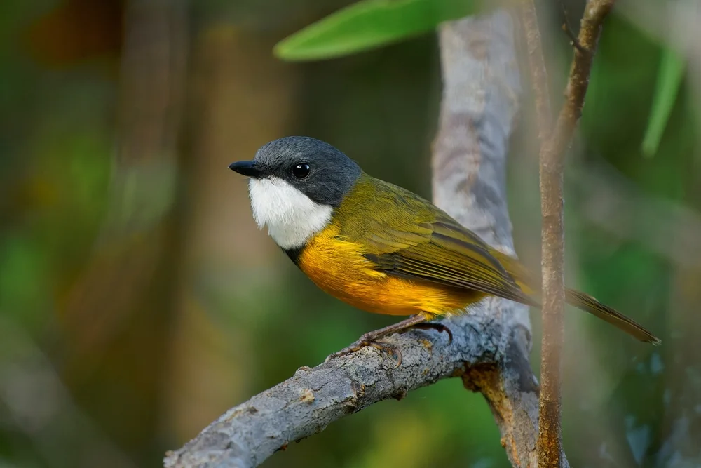 Graeffes Dickkopfdrossling (Pachycephala graeffii)