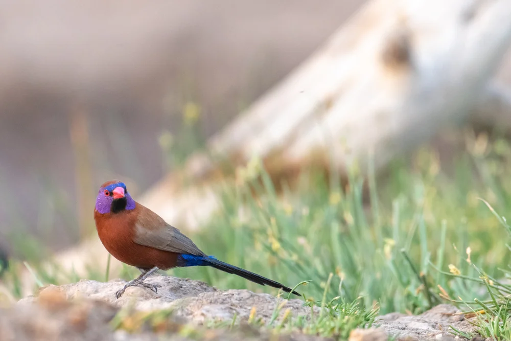 Granat-Nektarvogel (uraeginthus granatinus)