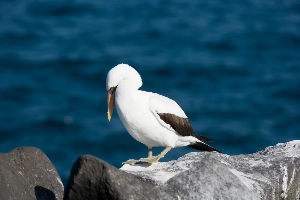 Grant-Tölpel (Sula granti)