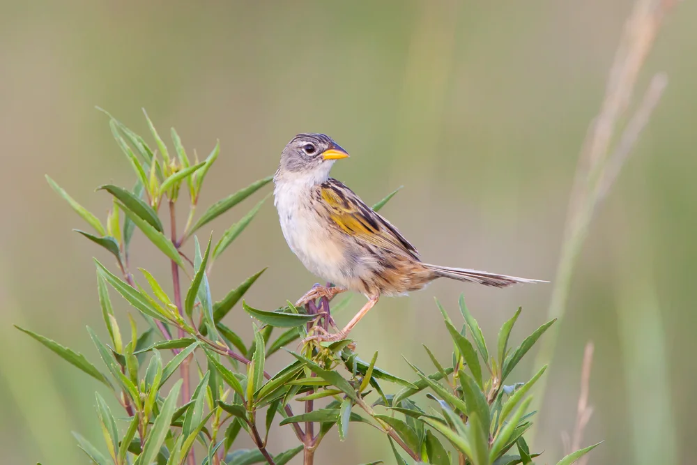 Grasammer (Ebmerizoides herbicola)