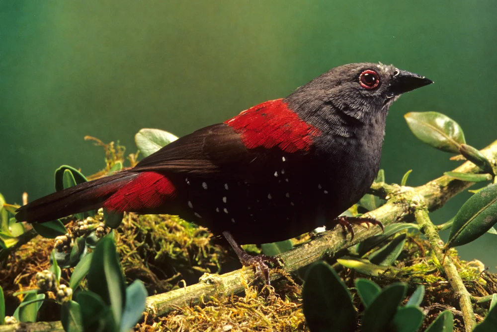Grau-Gimpelamadine (Euschistospiza cinereovinacea)