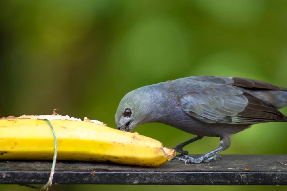 Graubauch-Ameisenwürger (Thamnomanes schistogynus)