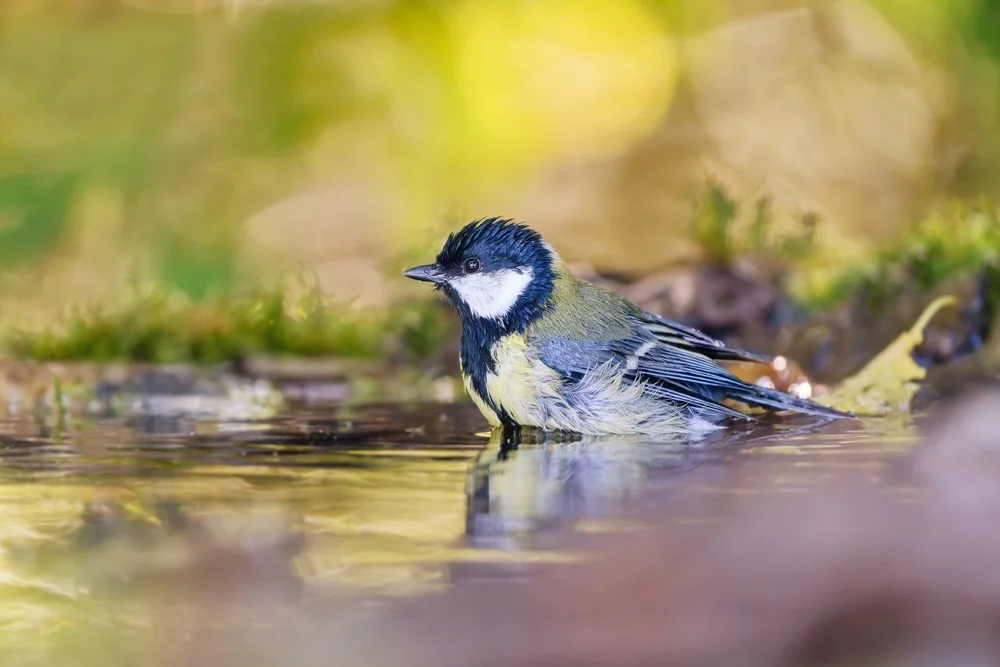 Graubauchmeise (Parus griseiventris)