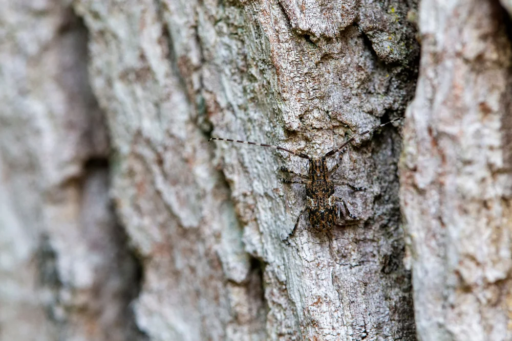 Graubindiger Augenfleckbock