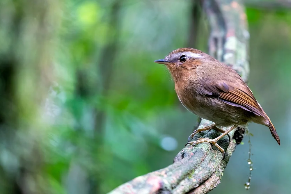 Graubrust-Ameisenpitta (Conopophaga ardesiaca)