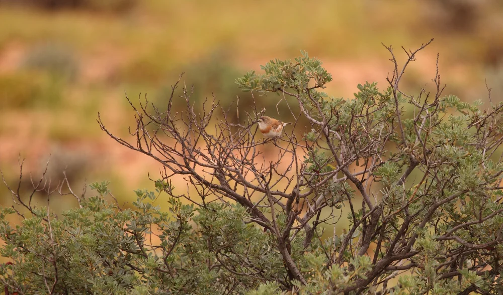 Graubrust-Brillenvogel (Aphelocephala pectoralis)