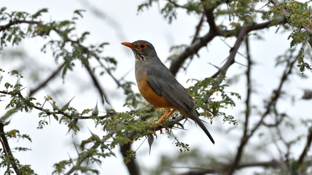 Graubrust-Drossel (Turdus torquatus)