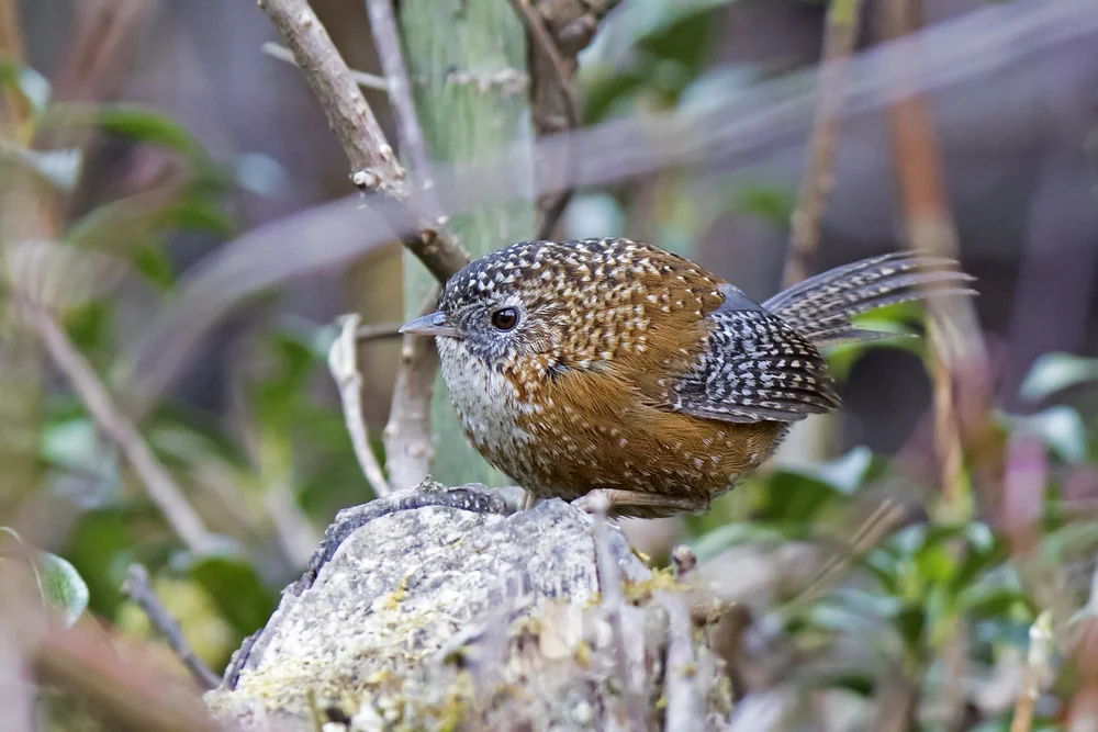 Graubrust-Höhlenschnäpper (Spelaeornis troglodytoides)