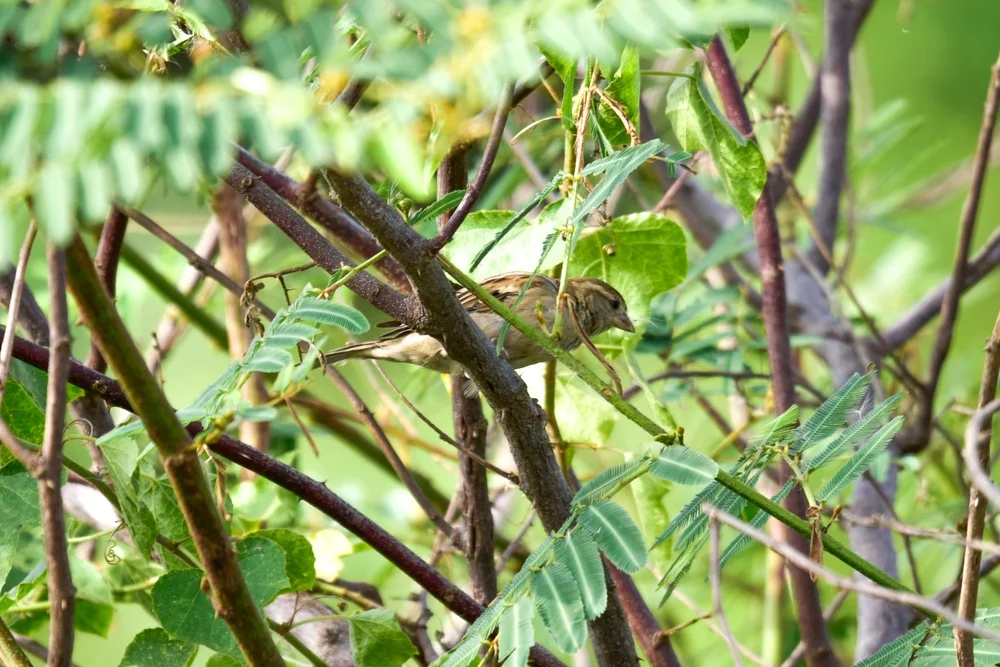 Graubrust-Sänger (Cyphorhinus thoracicus)