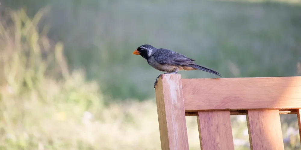 Graubrust-Samknacker (Saltator cinctus)