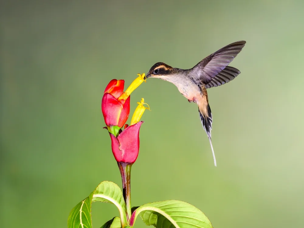 Graubrust-Schattenkolibri (Phaethornis squalidus)