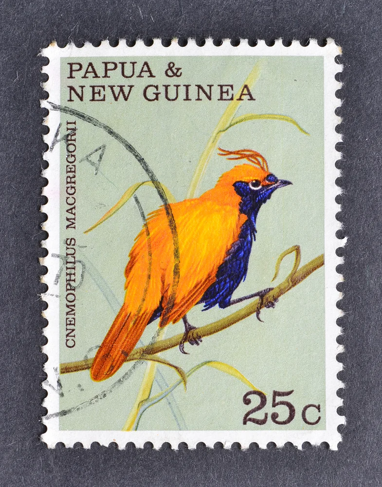 Graubrust-Schnurrbartvogel (Cnemophilus macgregorii)