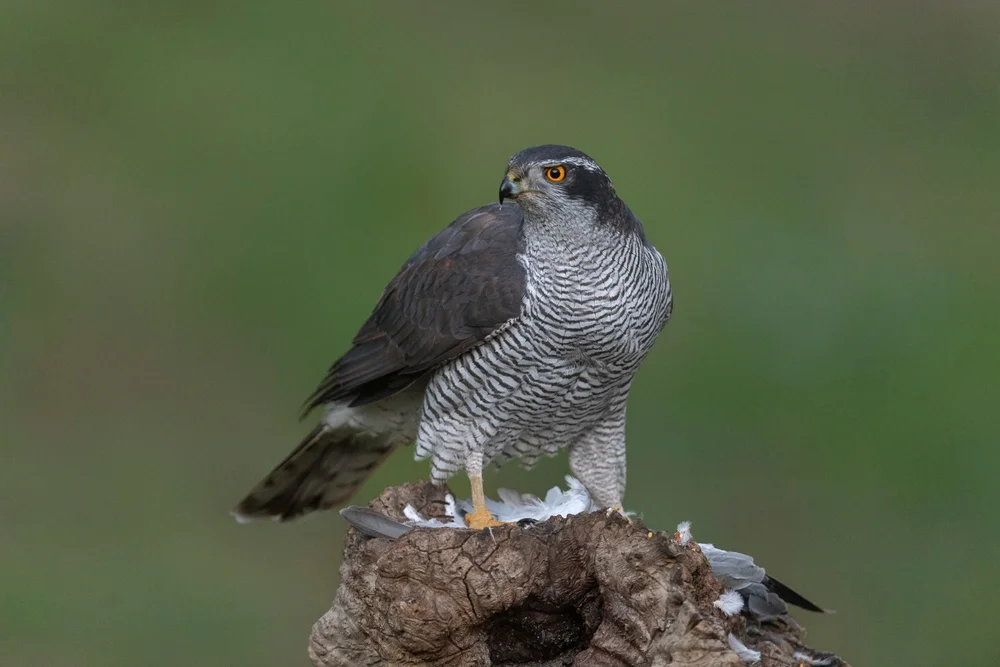 Graubrust-Sperberhabicht