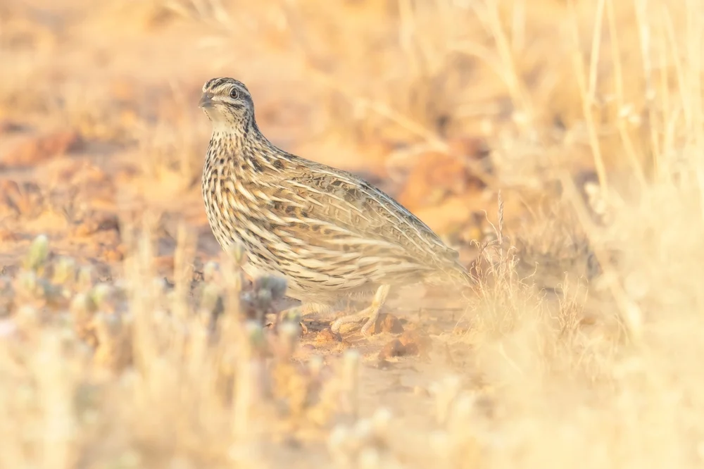 Graubrust-Wachtel (Graubrust-Wachtel)