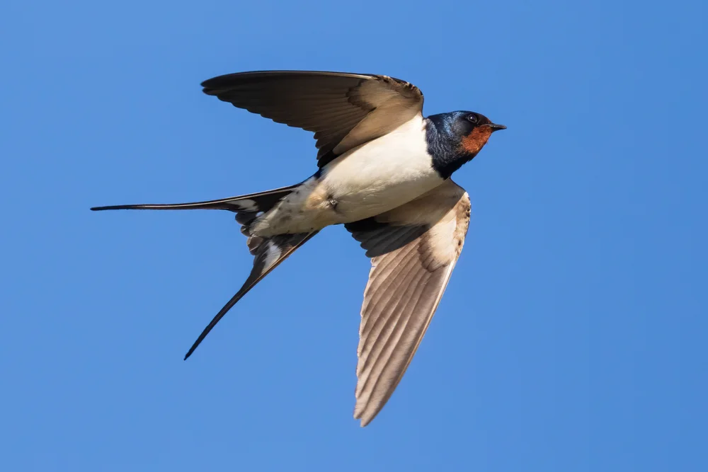 Graubürzel-Rauchschwalbe (Pseudhirundo griseopyga)