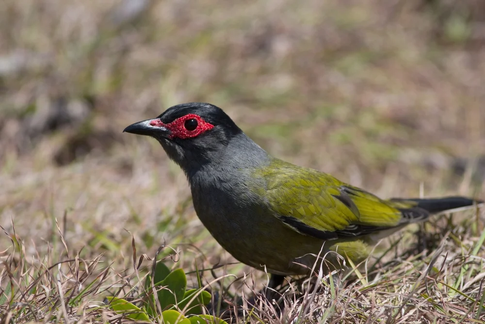 Graubürzel-Vangawürger (Sphecotheres hypoleucus)