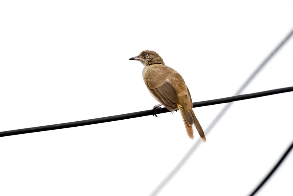 Graudrossel (Iole propinqua)