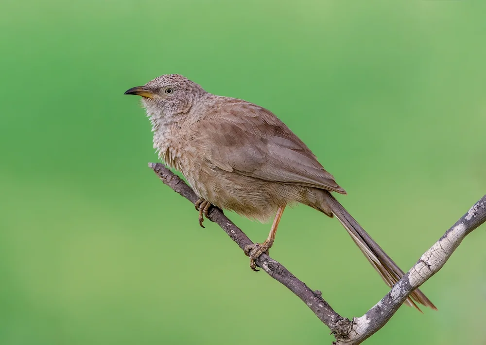 Graudrosselhäherling