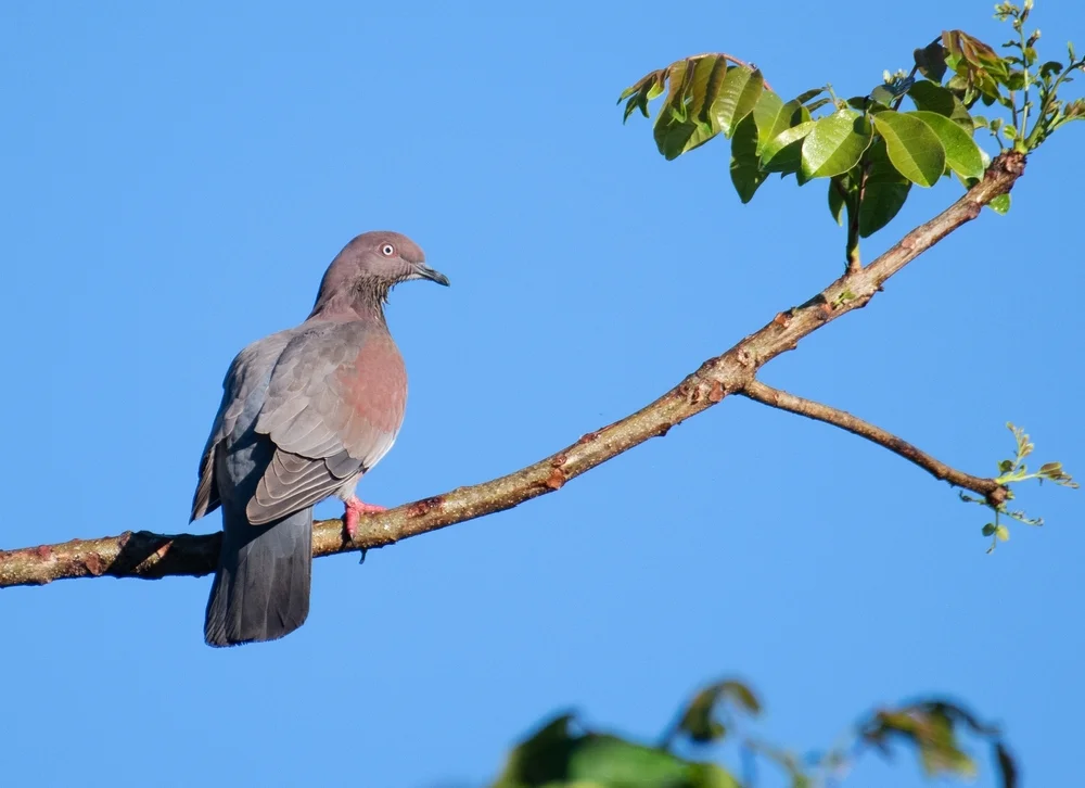 Graue Turteltaube (Patagioenas inornata)