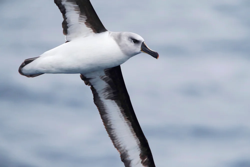 Grauer Albatros (Thalassarche chrysostoma)