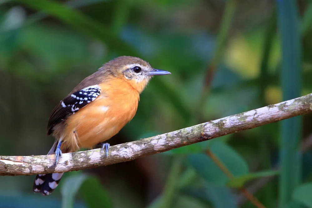 Grauer Ameisenschlüpfer (Formicivora grisea)