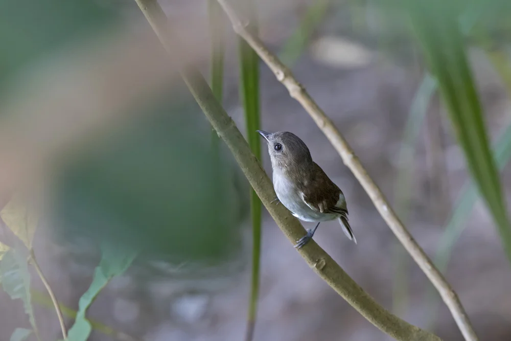 Grauer Bülbül (Rhinomyias umbratilis)