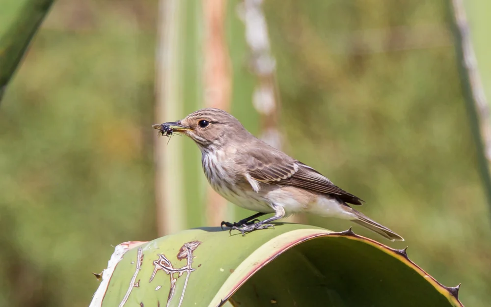 Grauer Fliegenschnäpper (Muscicapa striata)