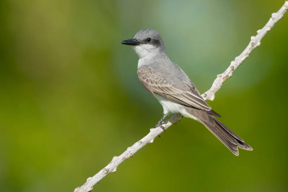 Grauer Königstyrann (Tyrannus dominicensis)