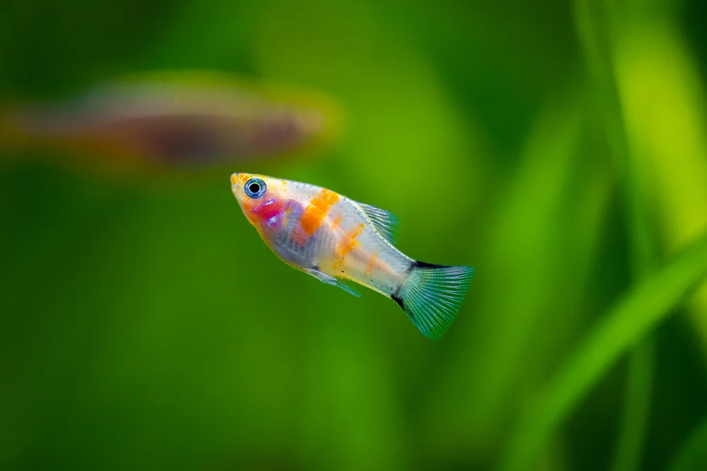 Grauer Mondschatten-Schlüpfer (Xiphorhynchus elegans)