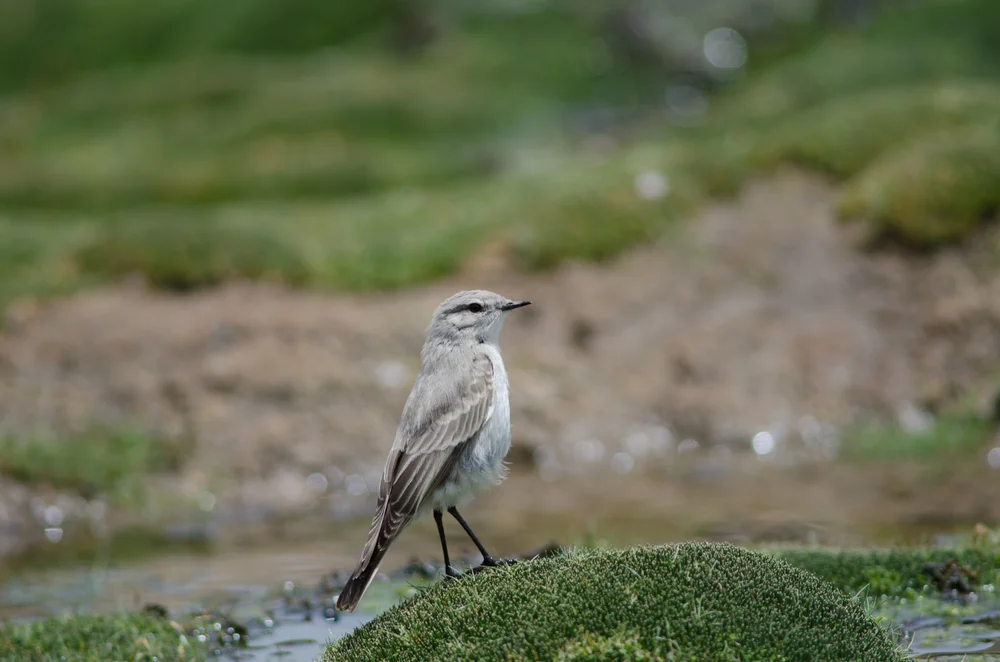Grauer Steinschmätzer (Muscisaxicola cinereus)