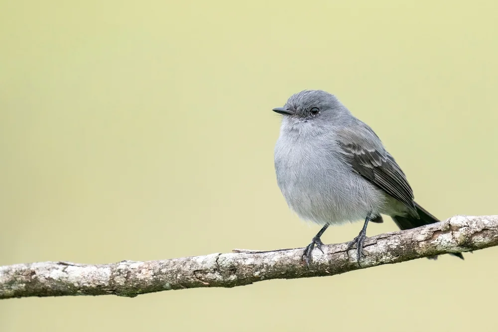 Grauer Tyrann (Serpophaga cinerea)