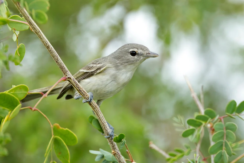 Grauer Waldsänger (Vireo bellii)