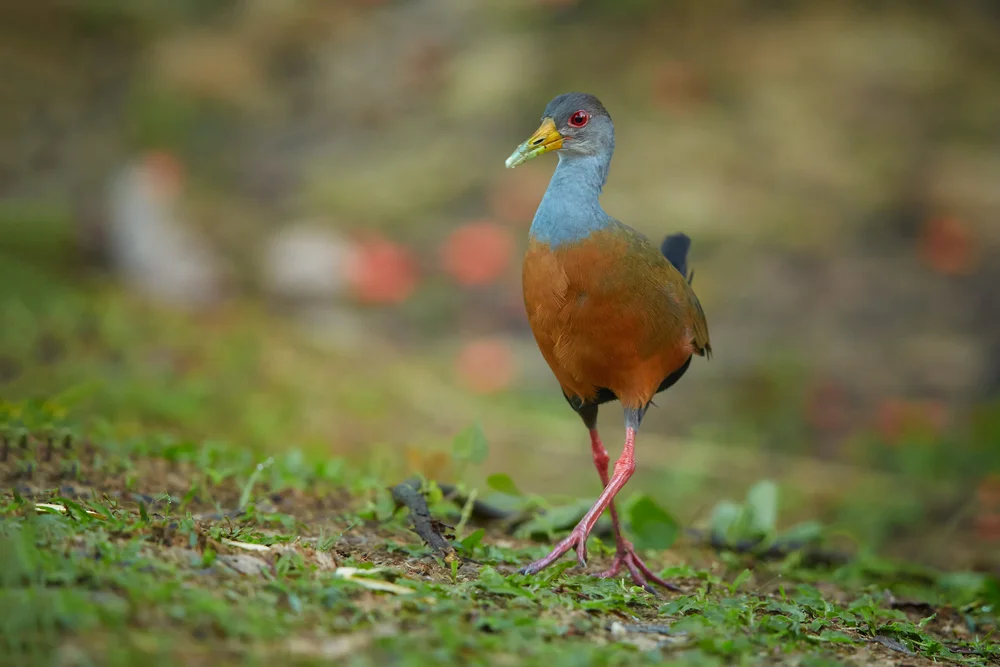 Graues Sumpfhuhn (Aramides cajaneus)