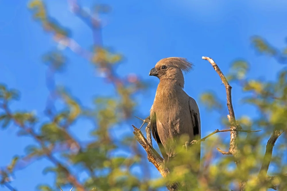 Graufasan (Corythaixoides concolor)