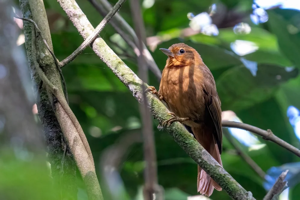 Grauflügel-Laubtil (Philydor fuscipenne)