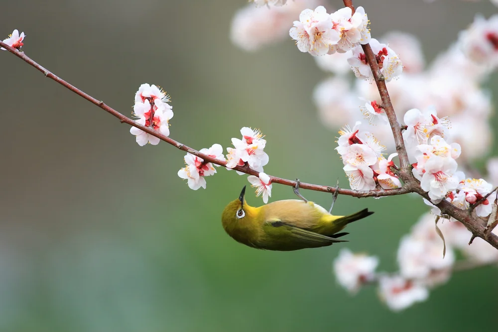 Graugrüner Brillenvogel (Zosterops hypolais)