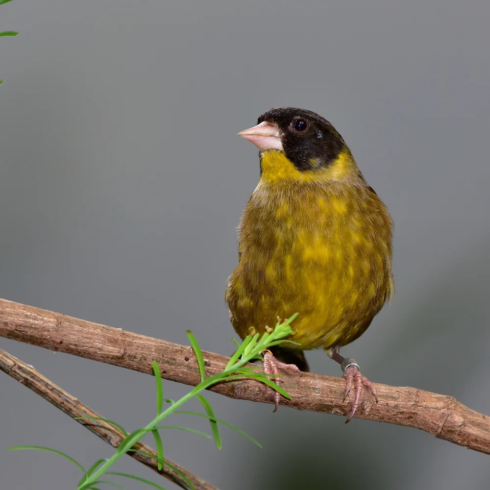 Graugrüner Girlitz (Chloris ambigua)