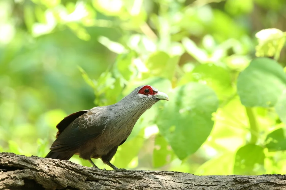Grauhäher (Phaenicophaeus tristis)