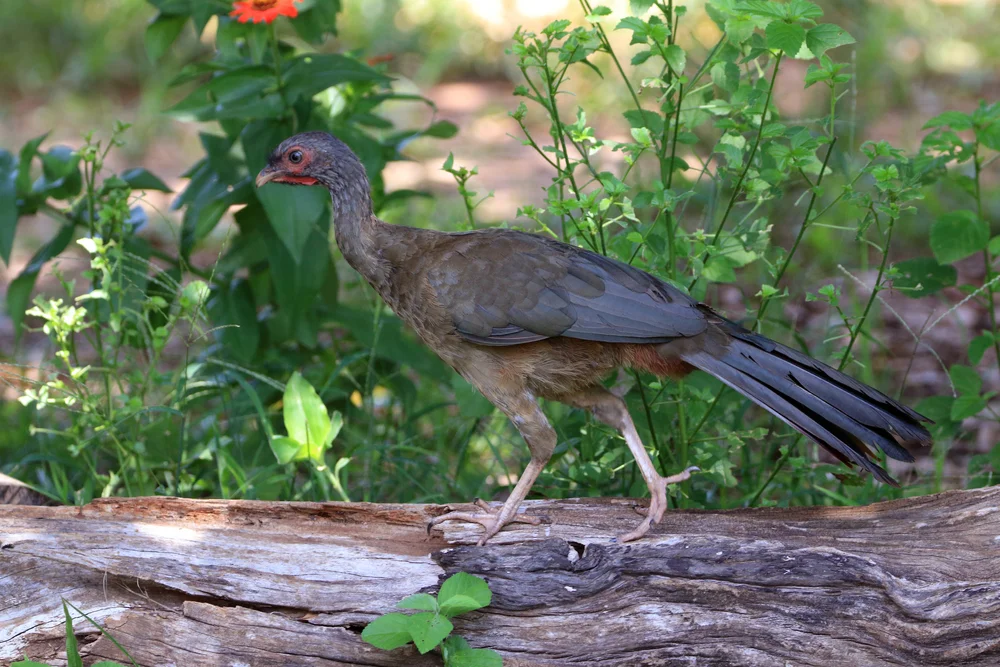 Grauhals-Chachalaka (Ortalis canicollis)